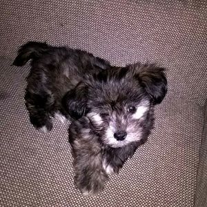 Meet your Posher, Willie  r